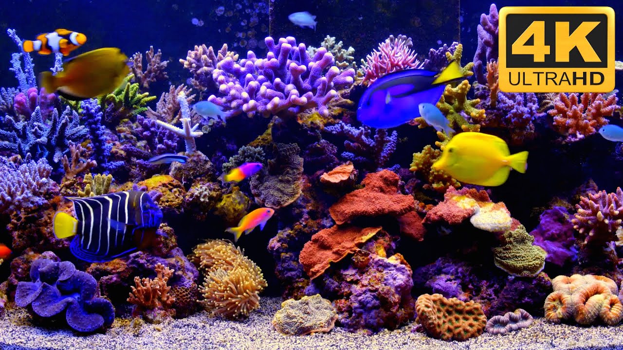 Free live aquarium desktop wallpaper